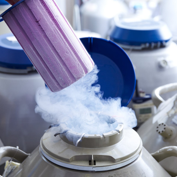 Tinh trùng, trứng, thậm chí là phôi (thụ tinh thành công) đều có thể được trữ đông hàng chục năm trong các bình Nitrogen lỏng -196°C