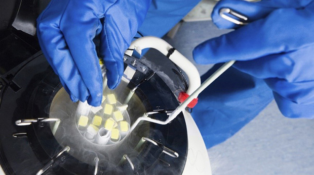 Trong quá trình lấy tinh trùng, trứng, phôi ra khỏi Nitrogen lỏng để rã đông, việc tiếp xúc với nhiệt độ bên ngoài bình chứa (khoảng 22-24°C) là không tránh khỏi, vì vậy tiềm ẩn nguy cơ 