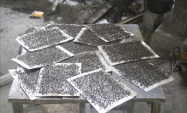 Người dân xóm 5, xã Chu Trinh, thành phố Cao Bằng, tỉnh Cao Bằng dùng các miếng dán bẫy để diệt ruồi.