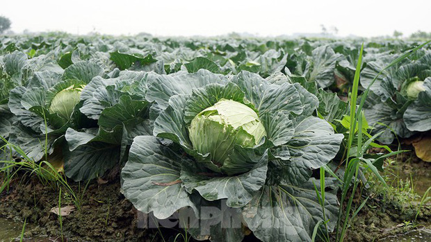 Bắp cải trên ruộng của anh Sĩ bắt đầu nứt do quá thời điểm thu hoạch, nguy cơ phải phá bỏ cao