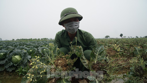 Tại cánh đồng của mình, anh Hà Văn Sĩ xót xa khi phải nhổ bỏ súp lơ đã quá lứa, hư hỏng. Anh chia sẻ, trước Tết, cánh đồng rộng vài chục ha của anh sắp đến mùa thu hoạch gồm: súp lơ, su hào, bắp cải