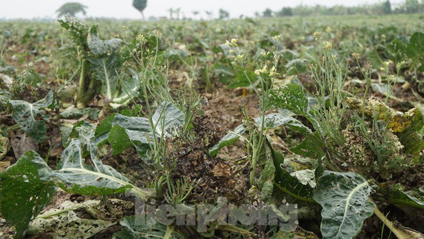 Tuy nhiên dịch bất ngờ bùng phát khiến thương lái không thể thu mua nông sản. Chỉ sau thời gian ngắn, súp lơ nở hoa vàng cánh đồng, su hào và bắp cải nứt toác, hư hỏng. Các cơ quan, đoàn thể cũng về hỗ trợ giải cứu nhưng chỉ thu hoạch được khoảng 30% sản lượng, giá giảm sâu.