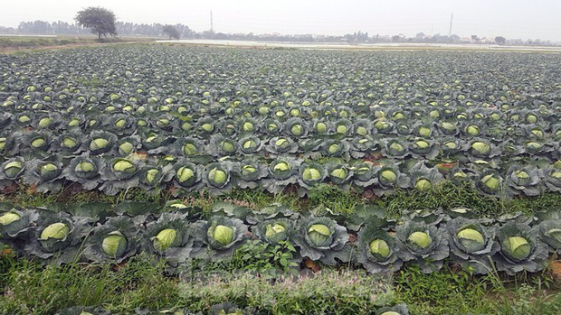 Dù đã hết giãn cách xã hội toàn tỉnh Hải Dương nhưng cánh đồng bắp cải đã đến thời điểm thu hoạch của anh Hà Văn Sĩ vẫn chưa có người mua