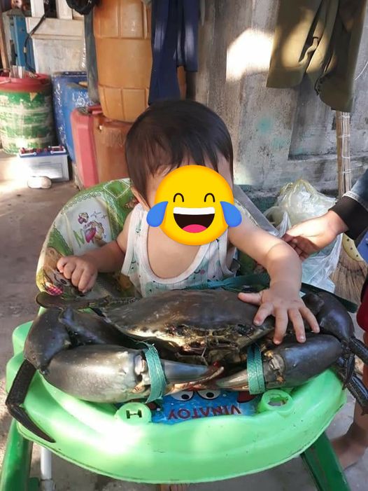 Cua 7kg được bắt ở Móng Cái hiện đang gây xôn xao cư dân mạng.