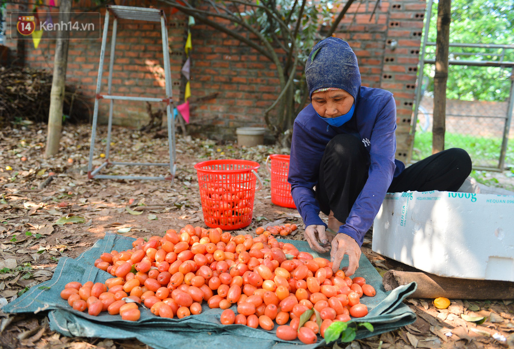 Nhót được mùa nhưng người nông dân lại khó bán