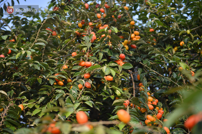 Nhót chín đỏ cây nhưng người nông dân 