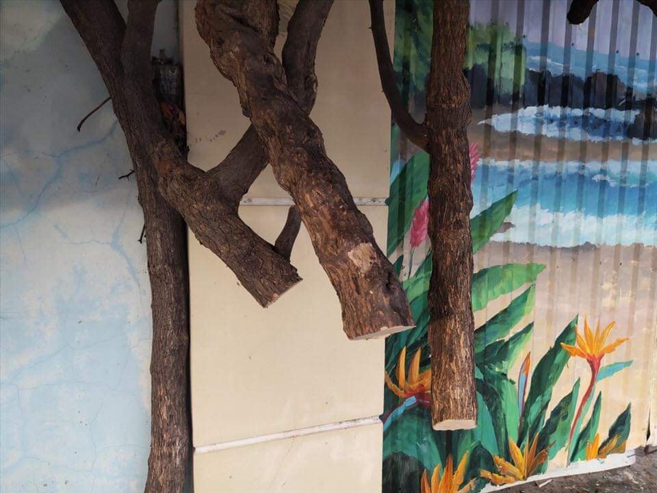 Kẻ gian đã cưa 1 phần trên thân cây, khiến phần hoa phía trên dần héo chết.