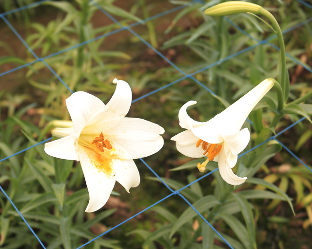 Hầu hết chủ những ruộng hoa loa kèn đều là người dân gốc thuộc xã Tây Tựu (Bắc Từ Liêm) đến Hạ Mỗ thuê đất canh tác.