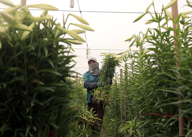 Để giữ được độ tươi cũng như độ bền lâu, mỗi ngày các chủ vườn sẽ thu hoạch vào sáng sớm và chiều muộn.