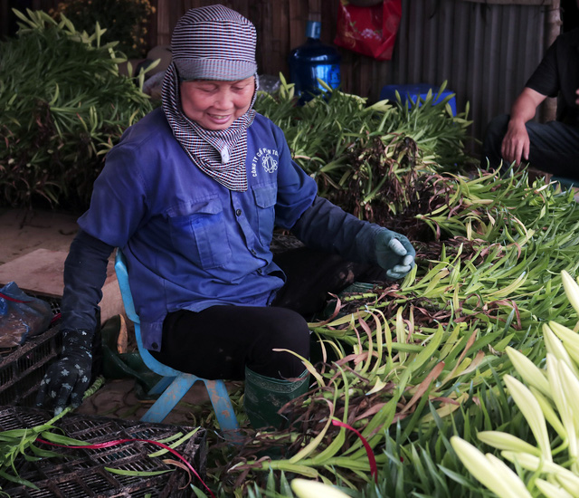 Sau khi thu hoạch, những bông loa kèn được bó cẩn thận thành 100 bông, chờ vận chuyển đến các chợ hoa đầu mối.