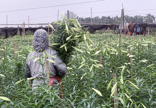 Chính vì vậy, để thu hoạch, gia đình ông Thắng phải thuê công nhân cắt hoa mỗi ngày. Những cành được lựa chọn cắt có nụ to, đầu nụ chớm bung.
