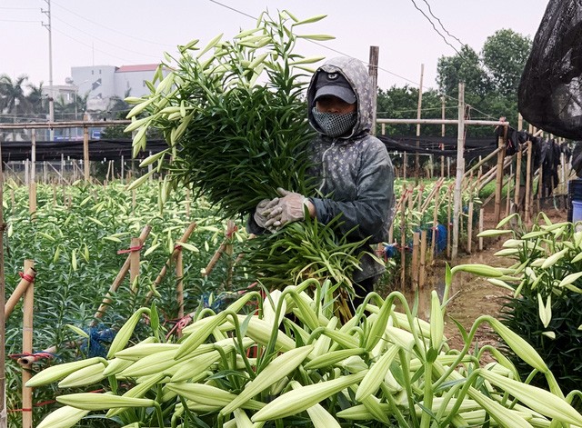 Người thu hoạch hoa sẽ cắt từng bó lớn, khéo léo di chuyển tránh hoa bị gãy, hỏng hóc.