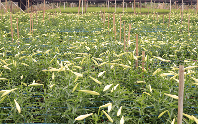 Những ngày này, cánh đồng rộng lớn thuộc xã Hạ Mỗ (Đan Phượng - Hà Nội) ngợp sắc trắng tinh khôi bởi hàng triệu bông hoa loa kèn đang đến kỳ trổ bông, nở rộ.