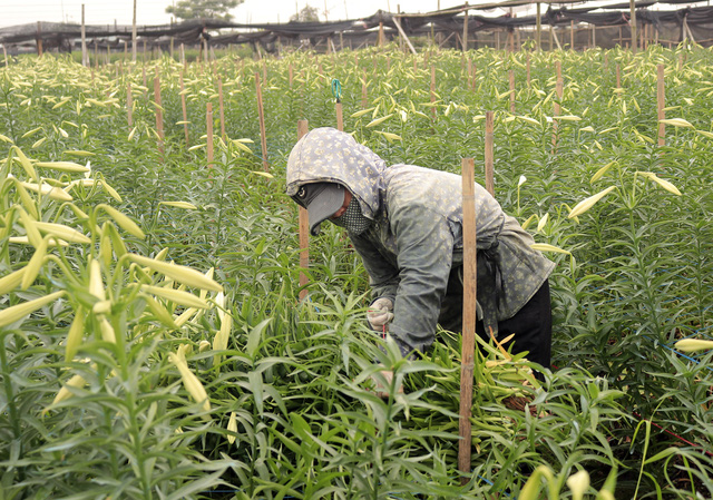 Mỗi ngày, gia đình ông Thắng thu hoạch khoảng 1.000 cành, sau đó được vận chuyển đến chợ hoa Quảng An (Tây Hồ - Hà Nội) đổ buôn lại cho các tiểu thương.