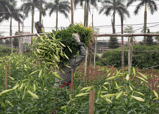 Nếu như những vụ hoa trước, mỗi bó 100 bông bán được với giá khoảng 170.000 đồng, nhưng năm nay do ảnh hưởng dịch nên bán chỉ được khoảng 100.000 đồng/100 bông.