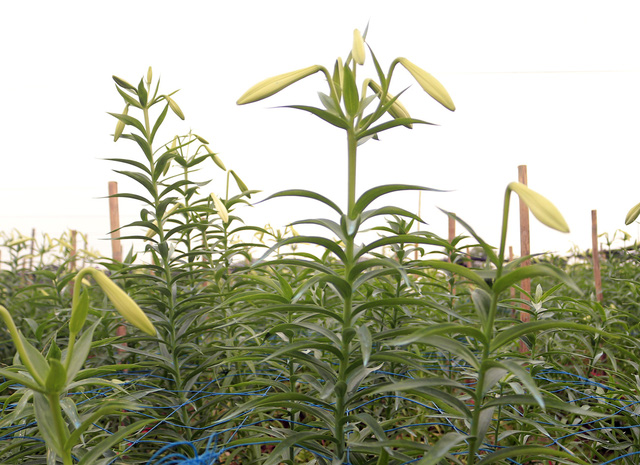 Hoa loa kèn do nông dân Tây Tựu trồng và cung ứng ra thị trường bao năm nay đã trở thành thương hiệu.