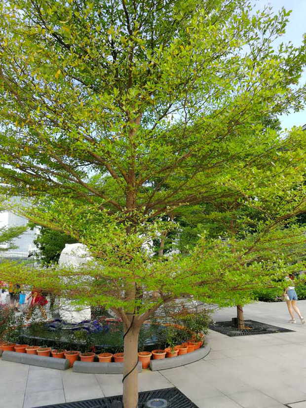 Thân cây mọc thẳng, cành nhánh mọc ngang hoặc chếch tạo thành tán tròn, nhiều tầng, vừa tạo bóng mát vừa đẹp mắt