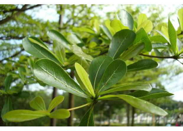 Lá cây mọc nhiều ở phía đầu cành với phần cuống lá hơi tròn, nhờ vậy mà cây vẫn phủ màu xanh dù không quá rậm rạp