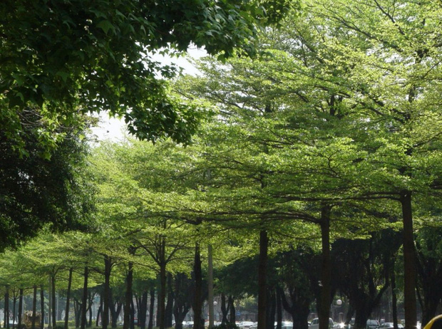 Cây bàng lá nhỏ có ưu điểm là không cần cắt tỉa thường xuyên, cắt tỉa rất đơn giản, tôn tạo dáng dễ dàng