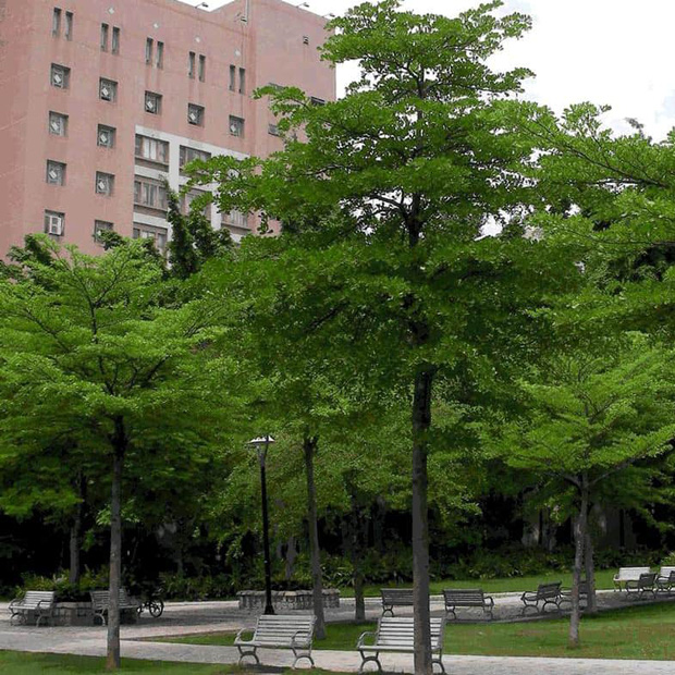 Vì đặc tính tán rộng đẹp, lá nhỏ li ti, khi rụng ít gây ô nhiễm nên sau đó cây bàng lá nhỏ được lựa chọn trồng ở nhiều khu vực như các khuôn viên trường học, công viên, các khu công nghiệp, các dự án nhà ở…