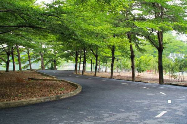 Bên cạnh đó, loài cây này được giới công trình ưa chuộng bởi tính thẩm mỹ cao, dáng cây rất đẹp, tán phân theo từng tầng riêng biệt và cho bóng mát rất hiệu quả