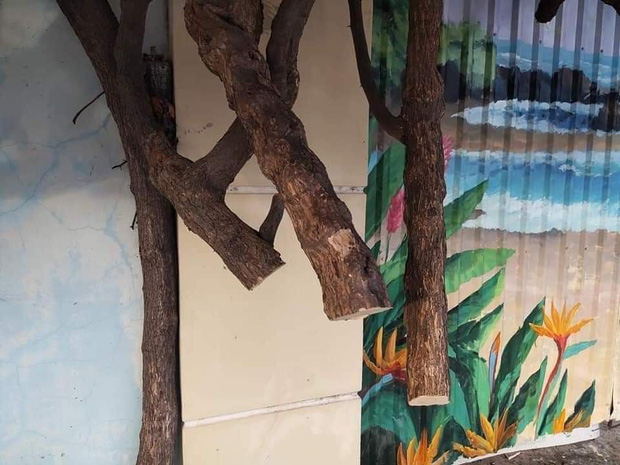 Cây hoa giấy nhiều năm tuổi bị cưa gốc, nằm trơ thân. Ảnh: Lạc Sơn