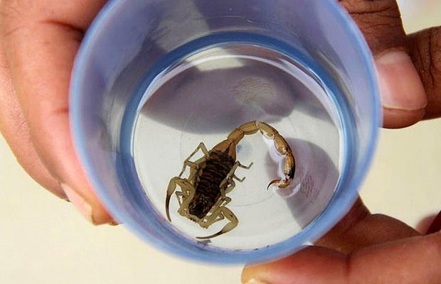 Con bọ cạp vàng được tìm thấy trong tã của bé Maria