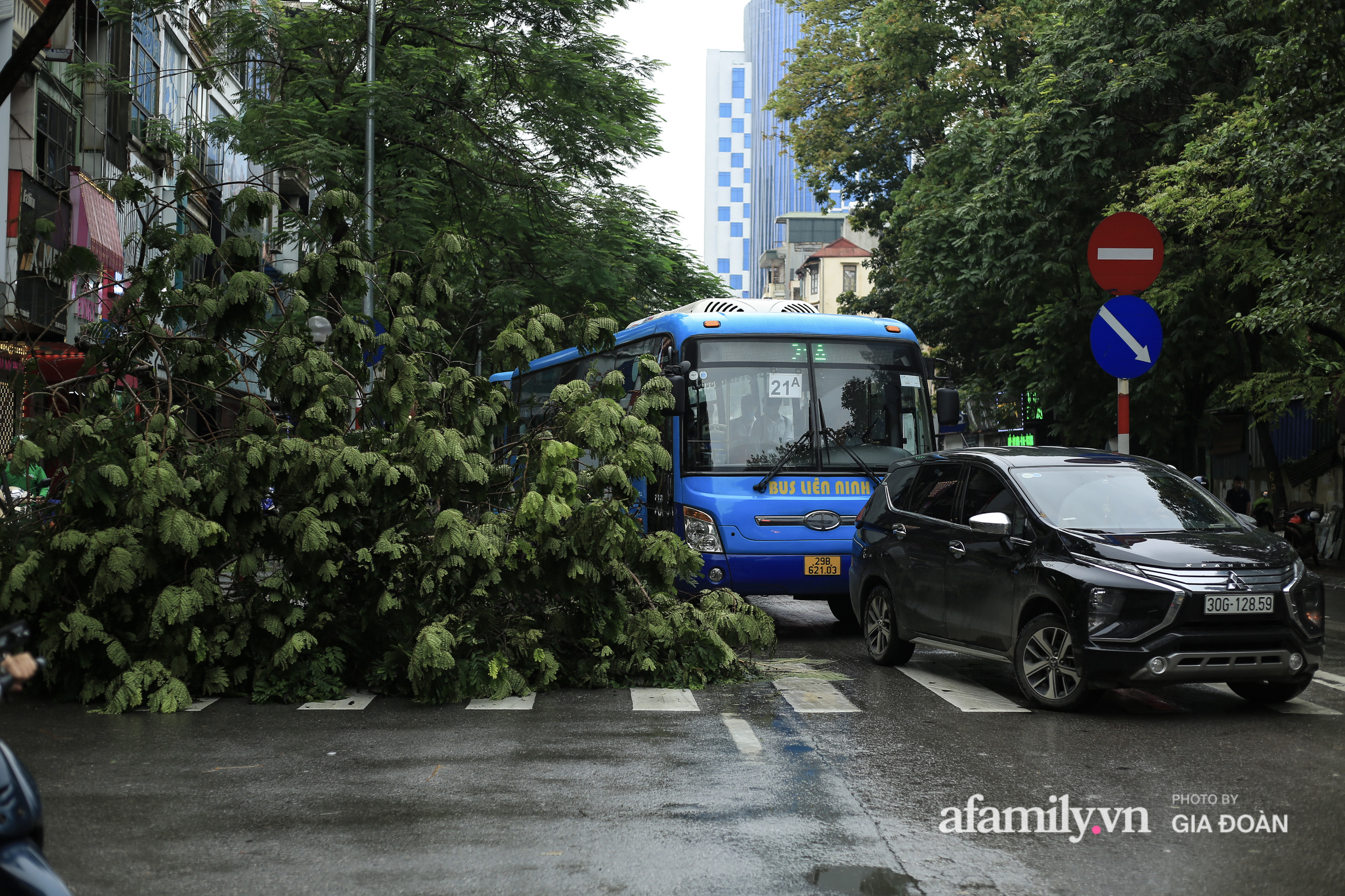 Nhiều cây xanh bật gốc, chắn ngang đường do gió lớn. 