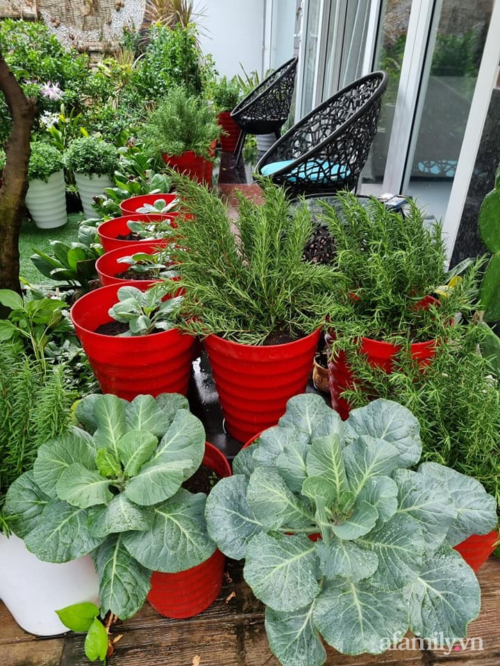 Chị trồng đa dạng các loại rau quả.