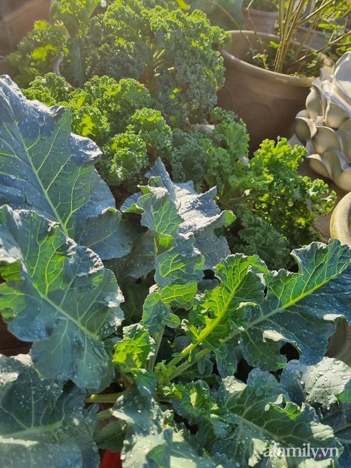 Chị trồng đan xen các loại rau và hoa.