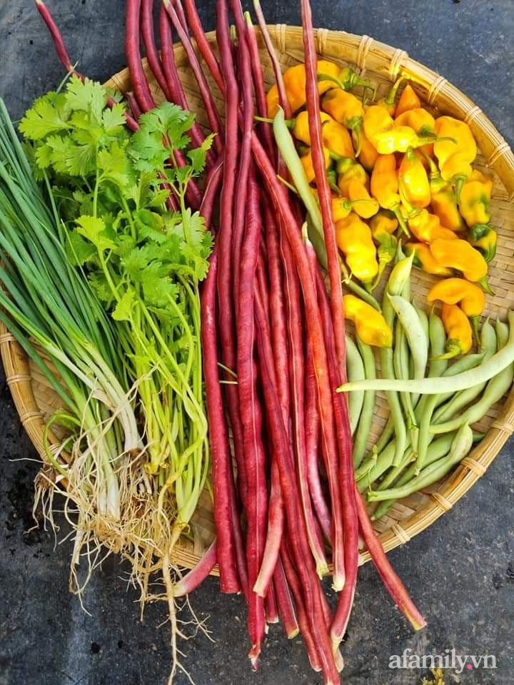 Chị cũng trồng nhiều rau gia vị.