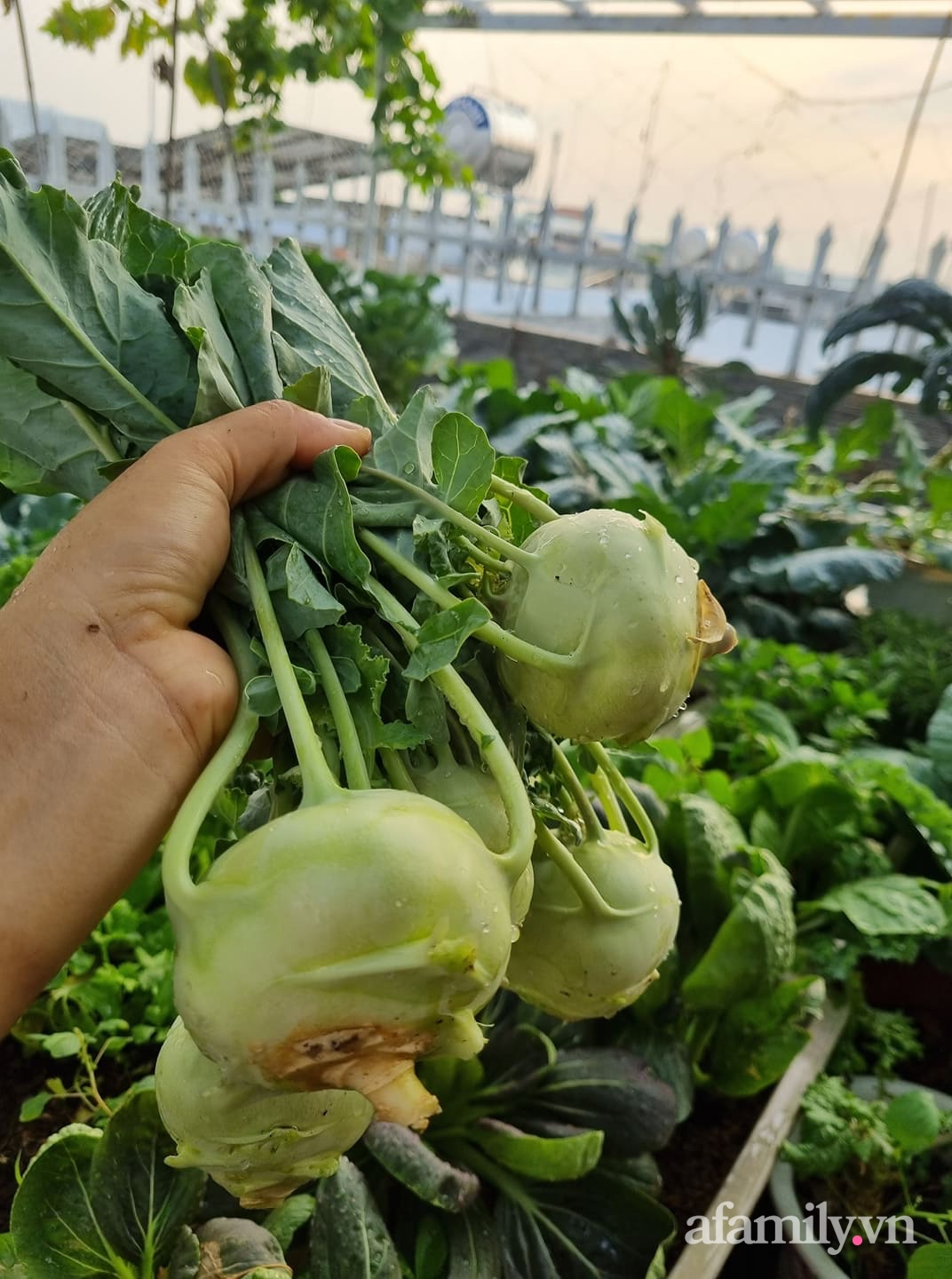 Thu hoạch su hào.