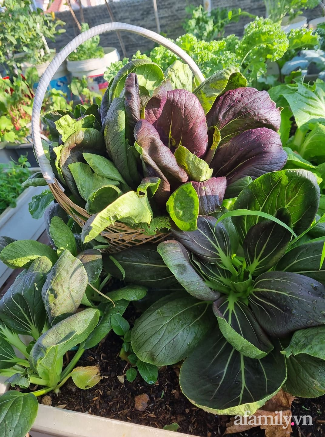 Thu hoạch rau cải.