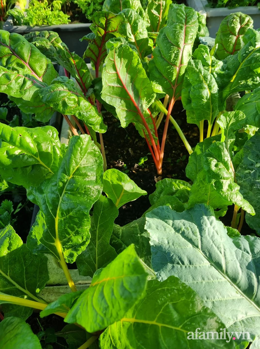 Cải cầu vồng tốt tươi.