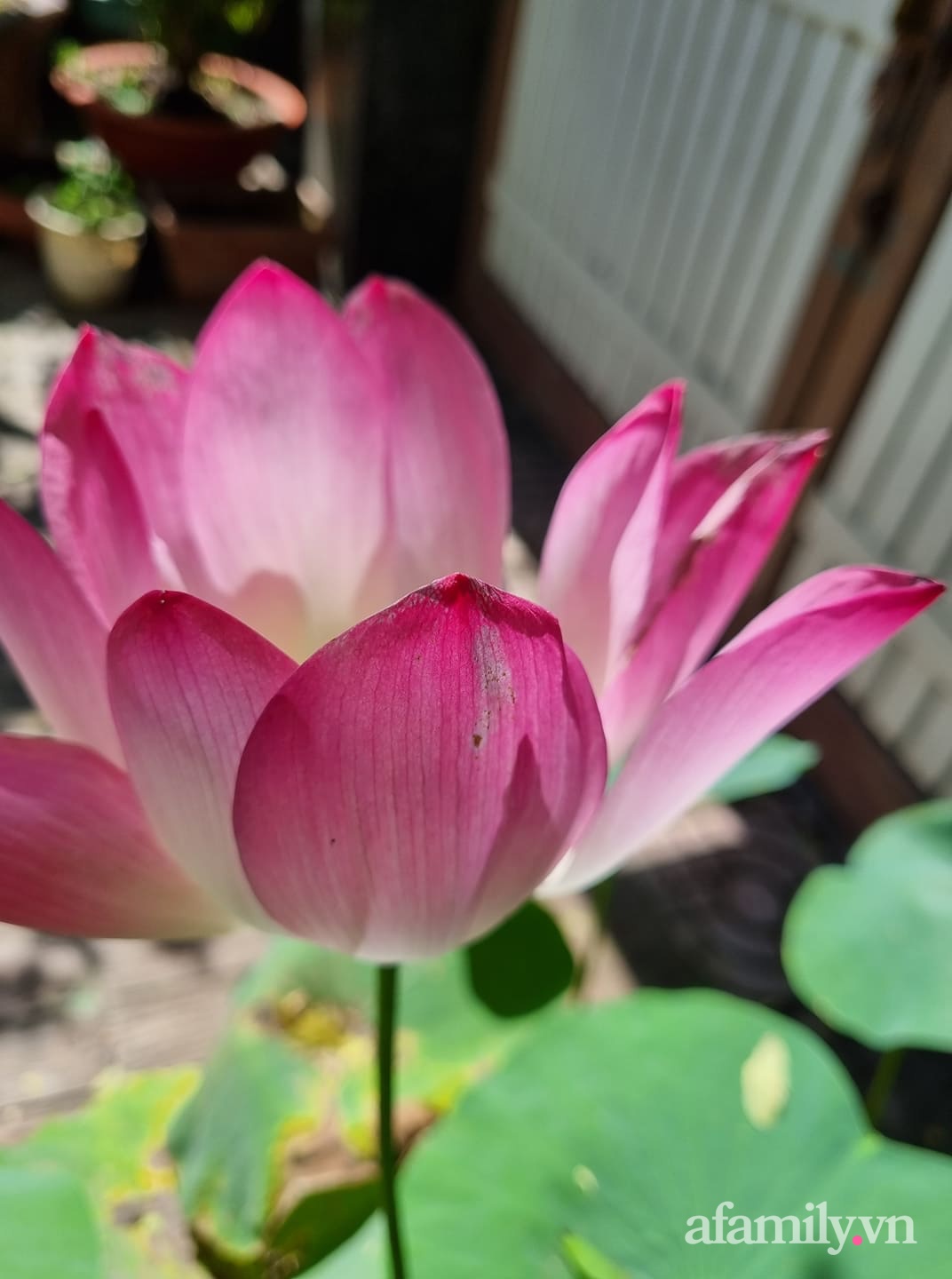 Sen trồng trên sân thượng.