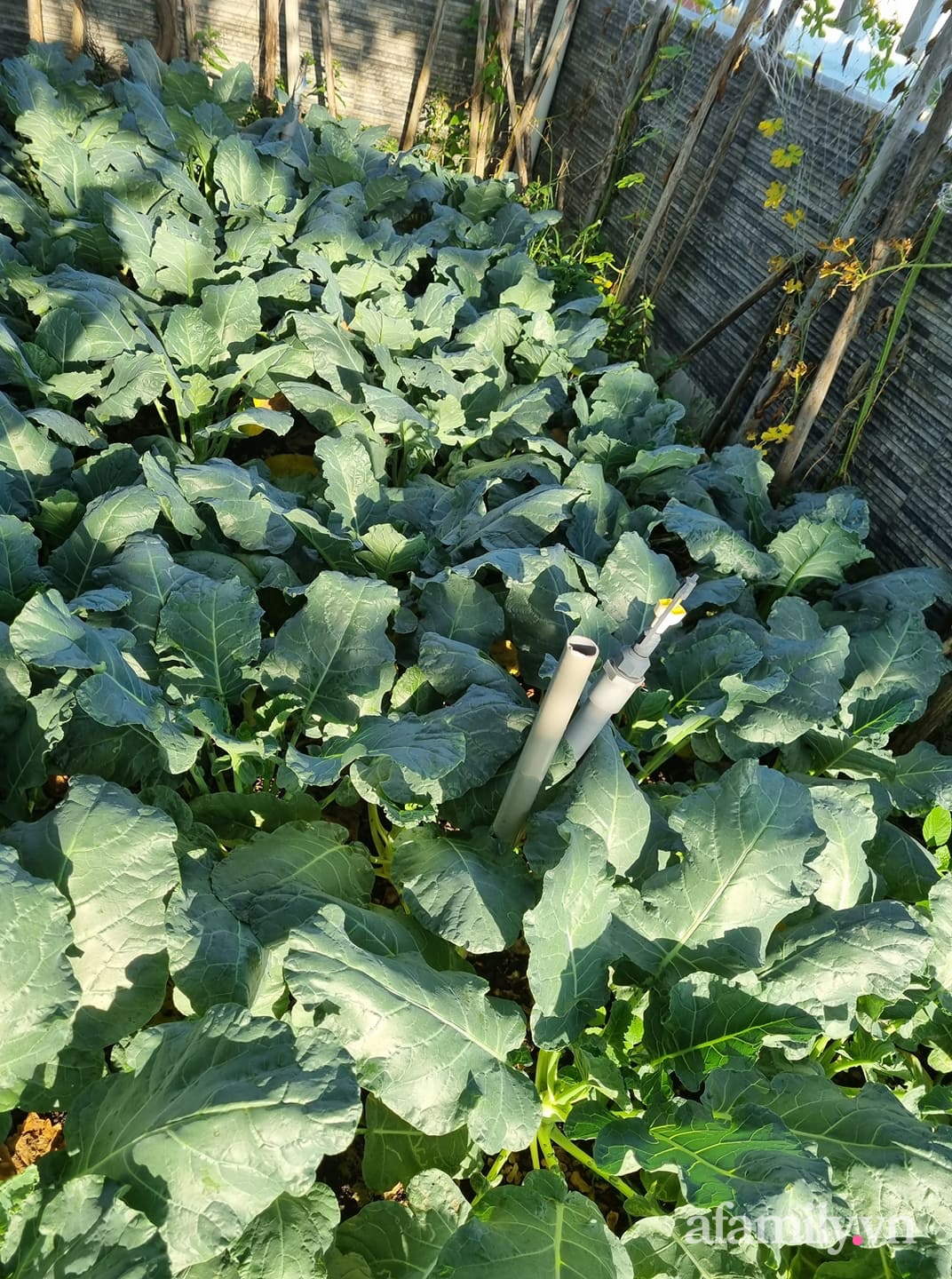 Góc vườn trồng rau củ xanh tươi.