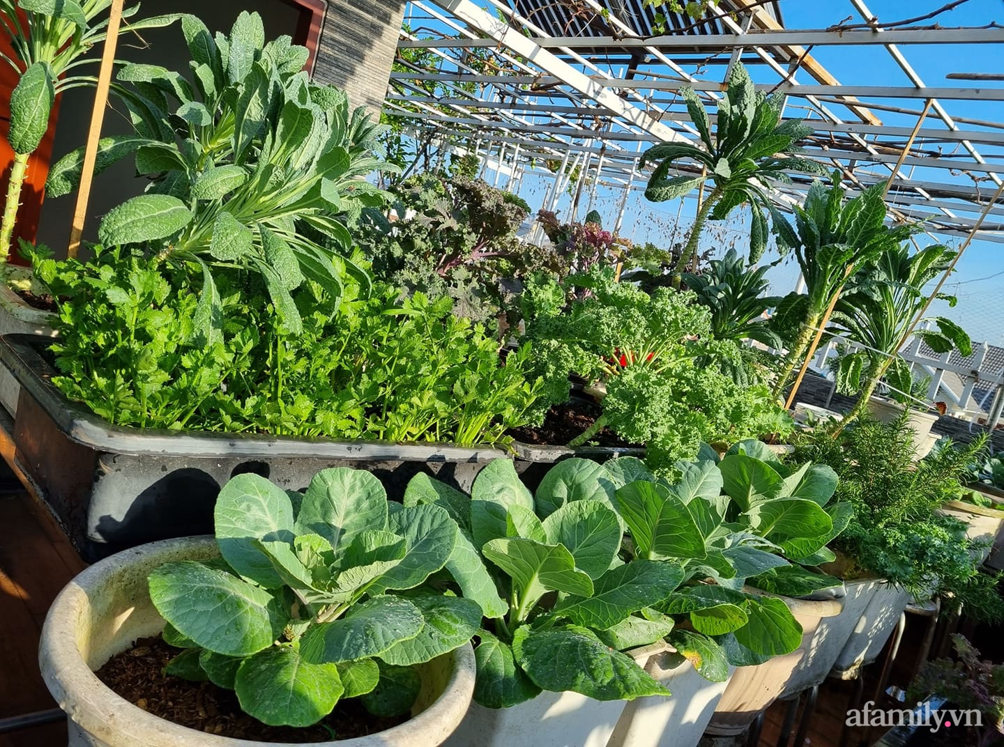 Khoảng sân thượng rộng rãi là nơi chị Bình yêu thích trồng các loại rau quả sạch cho gia đình mình.