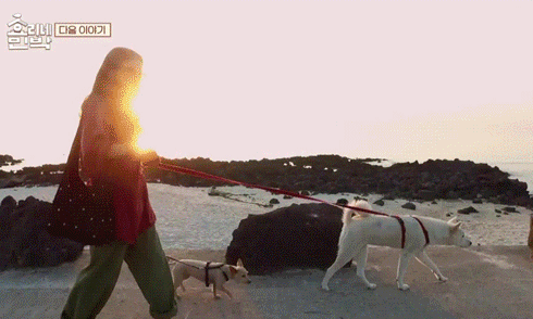 Hóa ra, để cho bầy chó cưng có cuộc sống tự do, thoải mái, Lee Hyori đã quyết định chuyển đến đảo Jeju