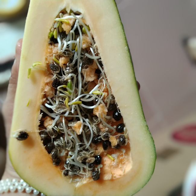 Trái đu đủ thật là hiếm có khó tìm.