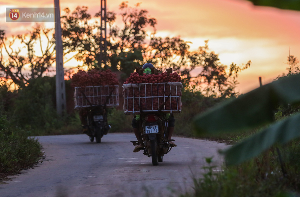 Những chuyến xe chở đầy vải mang ra điểm thu mua lúc sáng sớm