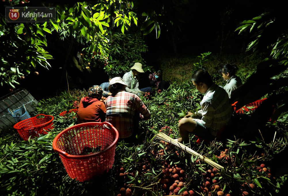 Hái vải xong, người dân sẽ ngồi lại cắt cuống, bẻ lá