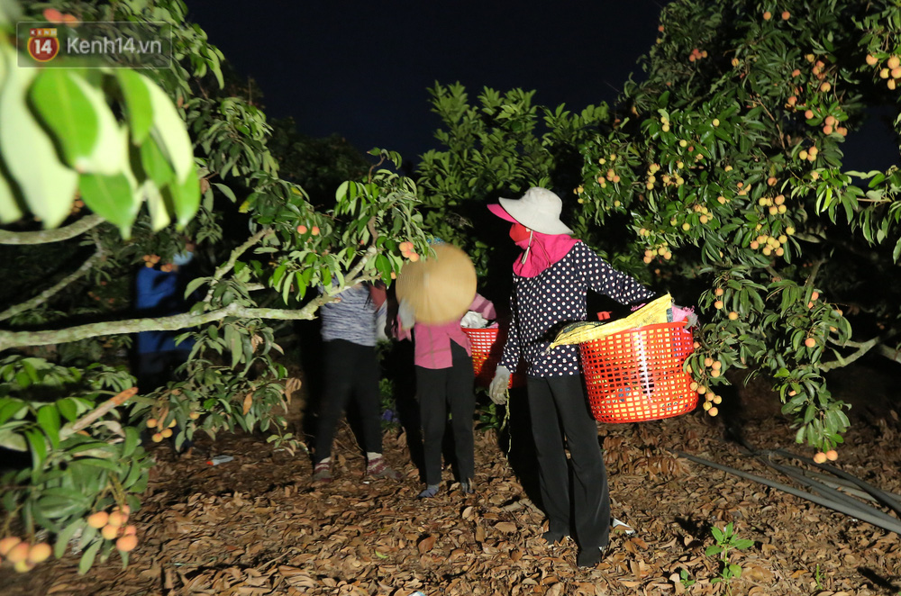Do đã vào mùa thu hoạch nên những ngày này, người dân bắt đầu đi hái vải từ lúc 2h00 sáng