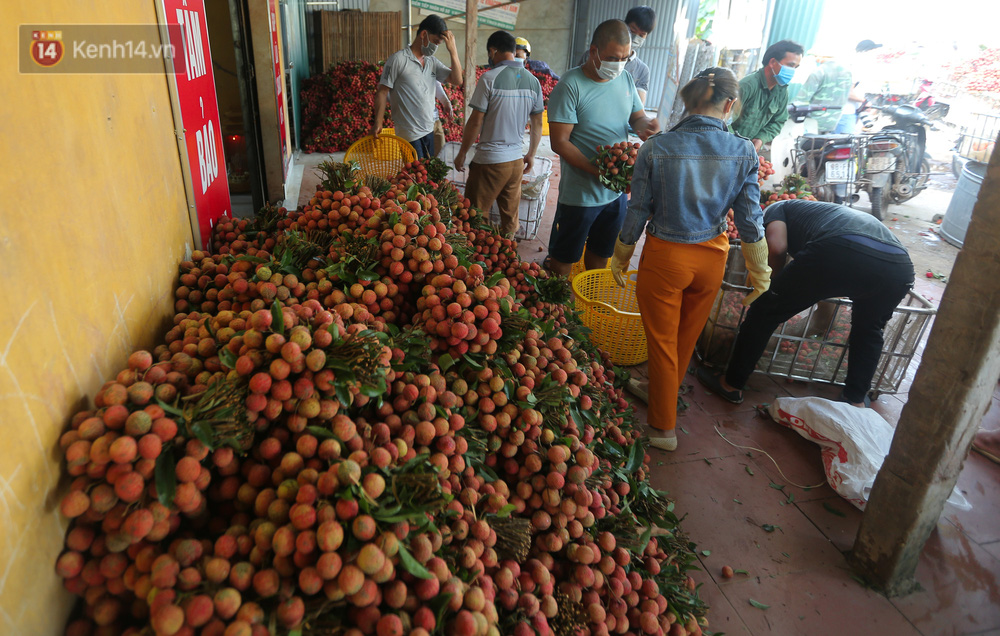 Thương lái chọn cân vải của người dân xong sẽ gom lại để chở lên xe và đưa về các tỉnh