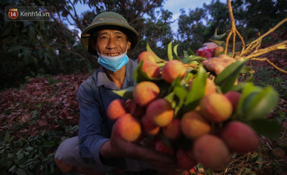 Theo ông Tuy, năm nay vải được mùa nên việc thu hoạch năm nay sẽ diễn ra lâu hơn