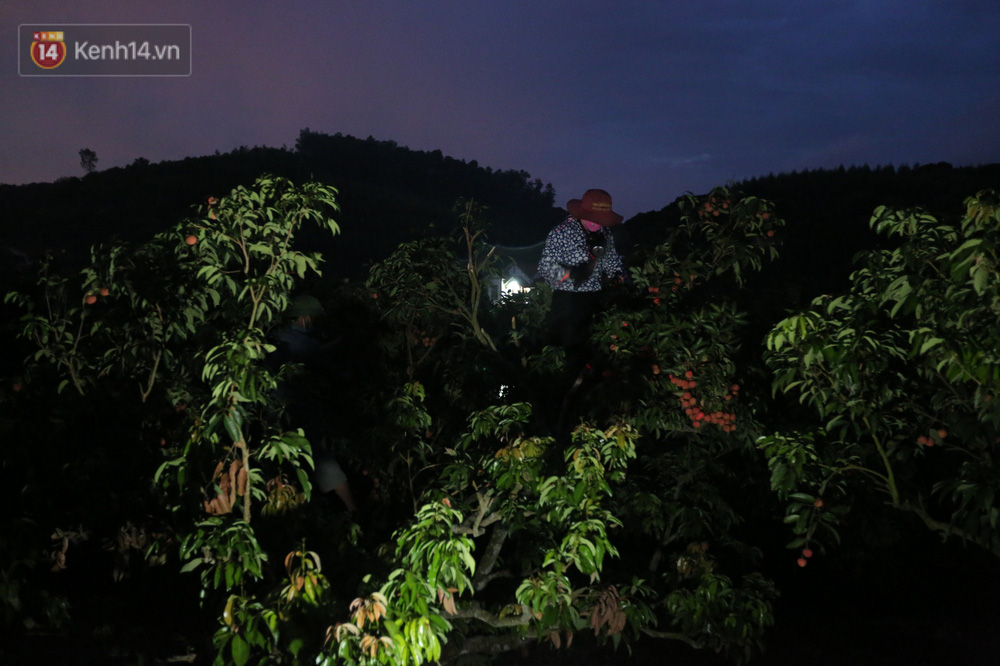 Thậm chí, nhiều người thức thâu đêm để thu hoạch vải để kịp chở hàng cho thương lái