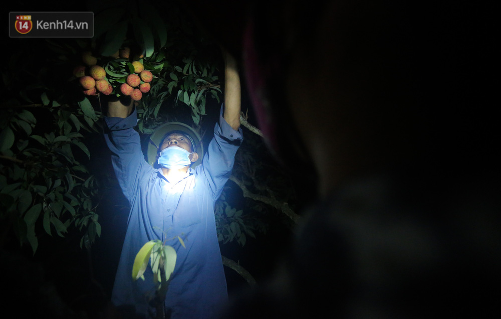Ông Nguyễn Văn Tuy (xã Đồng Cốc, huyện Lục Ngạn) khi vào mùa, vườn của gia đình nào cũng phải tranh thủ làm đêm cho kịp thời vụ. 