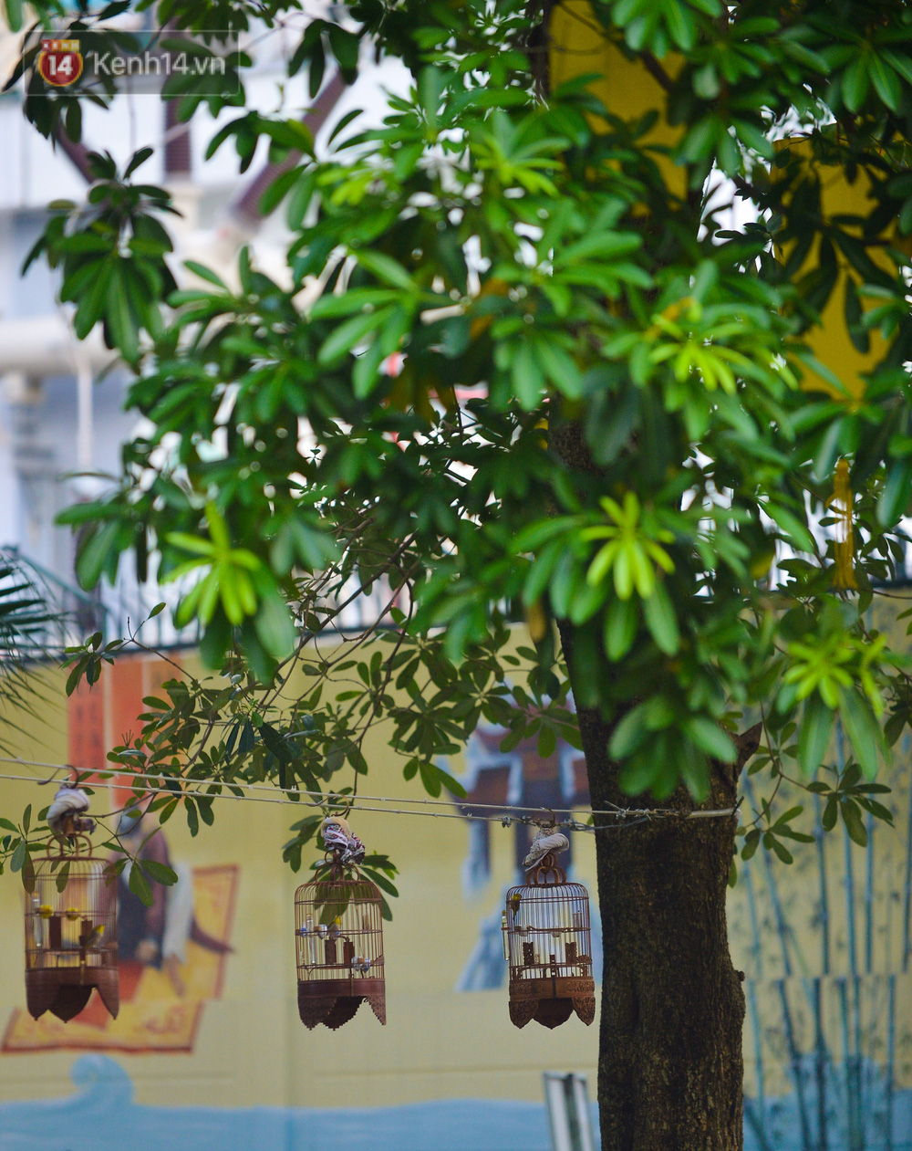 Một số người còn treo lồng chim thưởng thức tiếng chim hót vào mỗi buổi chiều