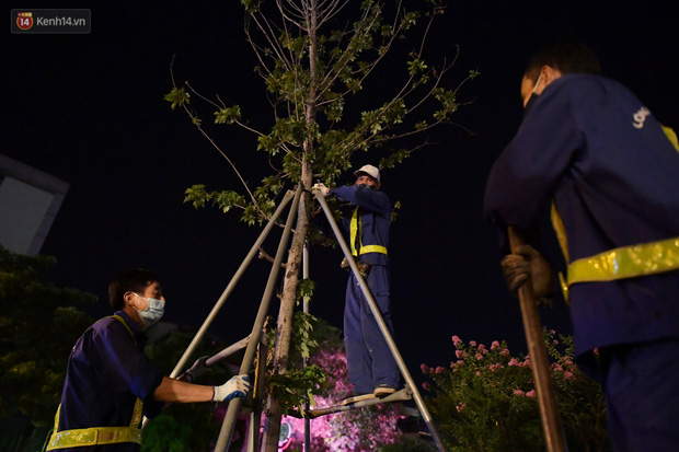 Do thời tiết ban ngày nắng nóng, việc di chuyển hàng cây trong đêm sẽ tránh tình trạng cây bị cháy lá. Trước khi đào gốc, các công nhân sẽ tiến hành gỡ bỏ các cột sắt được chống, giữ cây