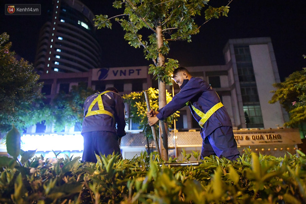 Tuy nhiên, sau thời gian trồng thử nghiệm, cây không thích nghi được với điều kiện khí hậu của Hà Nội. Có 45 cây đã chết, các cây còn sống nhưng sinh trưởng, phát triển kém. Đến nay người dân Thủ đô chưa 1 lần được thấy hàng phong lá đỏ như kỳ vọng.