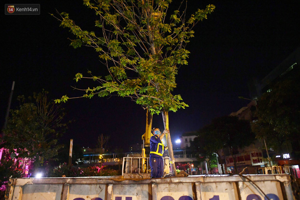 Những cây phong lá đỏ sẽ được chuyển xuống công viên Yên Sở